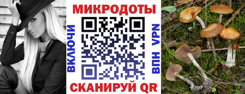 мега вход  Находка  Псилоцибиновые грибы Psilocybe 